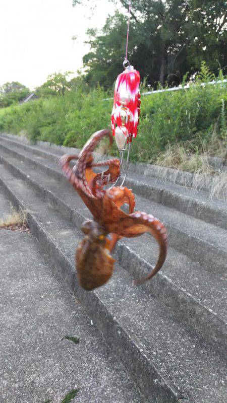 初タコから、メバル